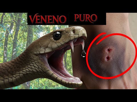 The most POISONOUS SNAKES in the WORLD, the most feared.