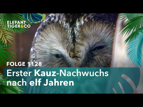 Sensation bei den Käuzen des Zoo Leipzig (Folge 1128) | Elefant, Tiger & Co. | MDR