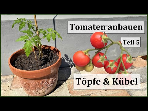Tomaten anbauen Teil 5: Töpfe & Kübel - Tipps zur Sortenwahl, Topfgröße und mehr..