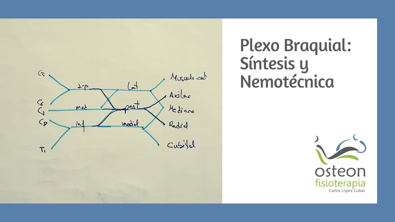 Brachial Plexus: Summary, diagram and mnemonics