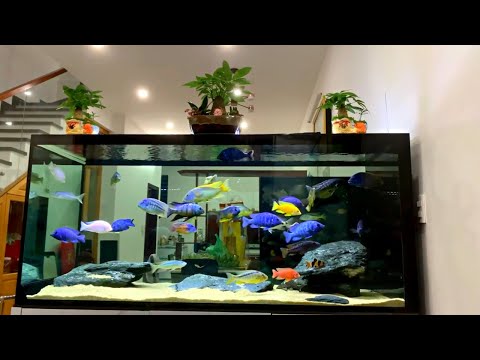 Beautiful African Fish Tank! Amazing African Cichlids in The Living Room