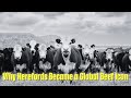 The History Of Hereford Cattle From England To The World