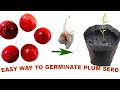 How To Grow A Plum Tree From Seed || Easy Way Of Germinating Plum Seed