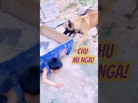 THÓT TIM: Cậu bé bị tủ đè - May mắn chú chó đã kịp thời xuất hiện #Shorts