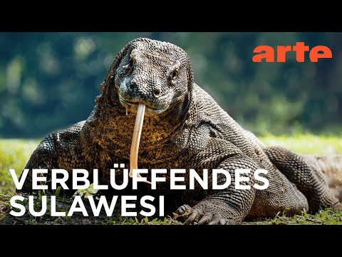 Wo Welten aufeinandertreffen | Die Wallace-Linie | ARTE Fernweh