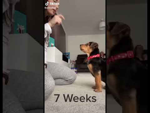 Micast, Steve Modana - Moi Lolita [Music mix edm - latest songs summer mix]