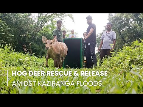 Support Kaziranga's Flood-Hit Wildlife in India