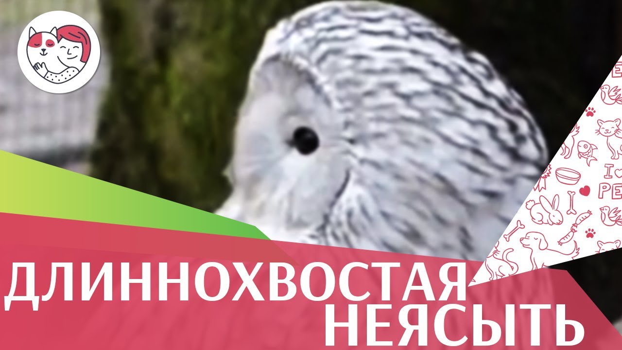 Длиннохвостая неясыть Места обитания на ilikepet