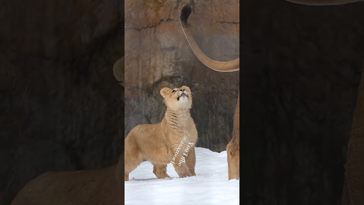 イトはまだパパの尻尾で遊びたい😽🦁 Charming Tail #shorts #lion #baby