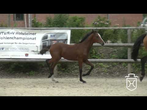 CH019 Hengstfohlen von Cascadello I   Lord Z   Corrado I