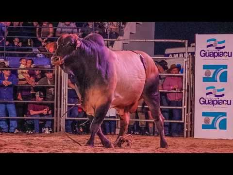 RODEIO de GUAPIAÇU-SP 2026 - MELHORES TOUROS | SEXTA FEIRA