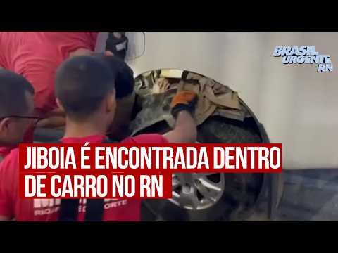Jiboia é encontrada dentro de carro no RN e mobiliza Corpo de Bombeiros