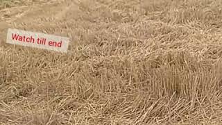 preview picture of video 'ਕੁਦਰਤੀ ਤਰੀਕੇ ਨਾਲ ਦਾਲਾ ਪੈਦਾ ਕਰੋ# pulses no till farming'