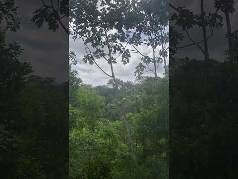 Sons da Floresta Amazônica - Mazagão - AP - Agosto 2026