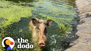 This Feral Pig Rescue Is Epic | The Dodo by The Dodo