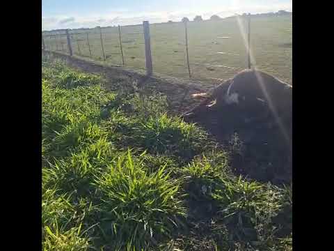 Un rayo mató 29 vacas en zona de Charata Chaco