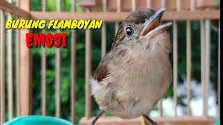 Download lagu Burung Flamboyan Gacor Emosi Ngebren Rapat Nyerecet Cocok buat Pancingan agar cepat Nyaut mp3