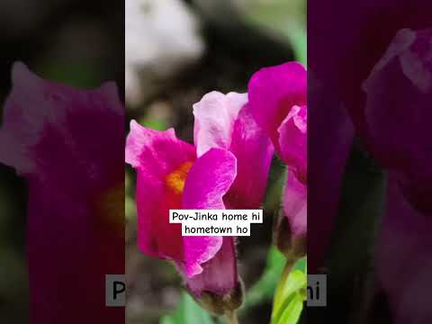 Tirthan valley #himachalpradesh #mountains #hashtags #nature #greenvalley #himalayas