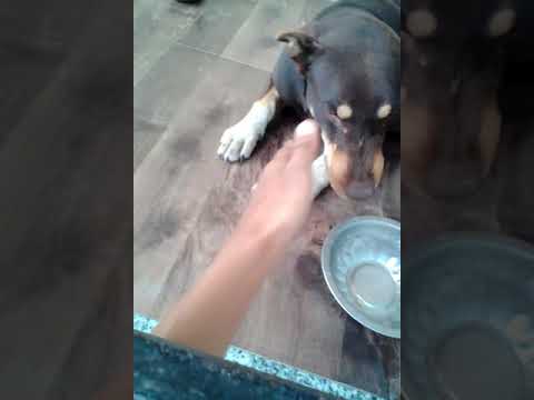 The reaction of Angry dog when someone disturbs him