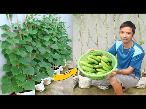 , title : 'Amazing Idea | Growing Cucumber from Seed at Home | Grow Cucumbers in Sacks'