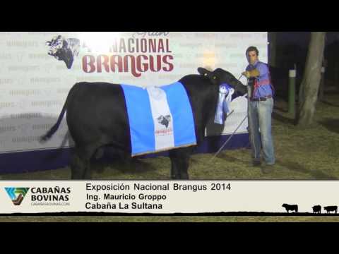 Cabañasbovinas.com - Nacional Brangus 2014 - Mauricio Groppo