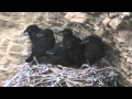 Baby Ravens Grow So Fast