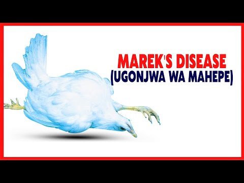 , title : 'MAREK'S DISEASE (UGONJWA WA MAHEPE)'