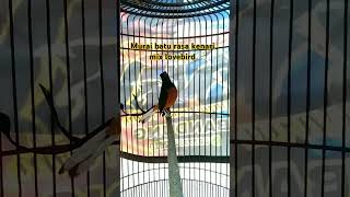 Download lagu murai batu isian kenari sambung Lovebird #kicaumania #muraibatu #kicaumanianusantara mp3