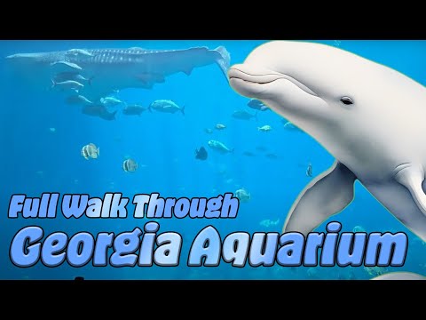 Walk Through: Georgia Aquarium in Atlanta, GA. (Feb. 26th, 2025)