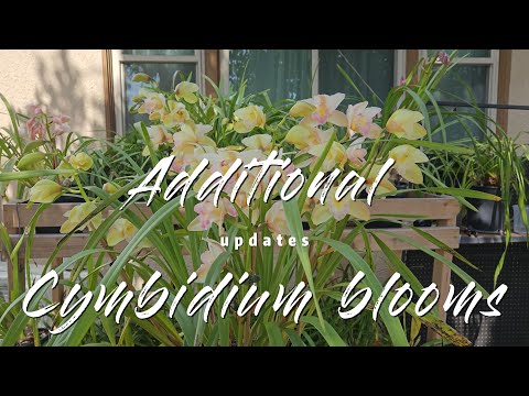 MORE CYMBIDIUM BLOOMS: 6+ SPIKES