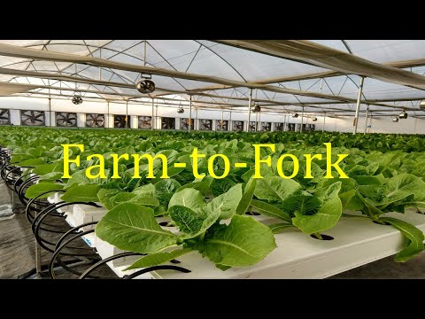 Farm to Fork - Nutri Fresh 