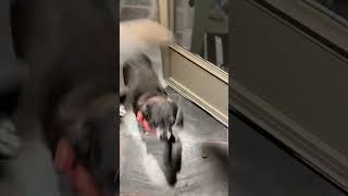 Video preview image #1 Chipin Puppy For Sale in Middlesex, VT, USA