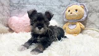 ミニチュアシュナウザーの動画01