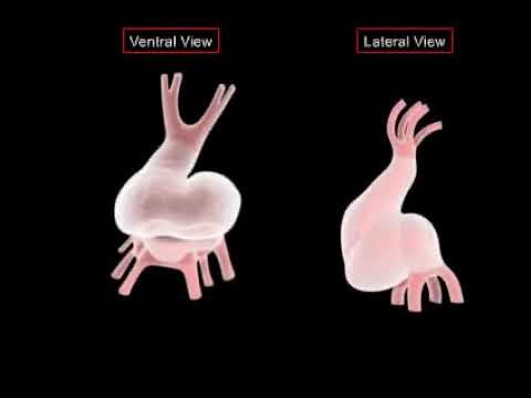 Embriologia: Desenvolvimento do Coração