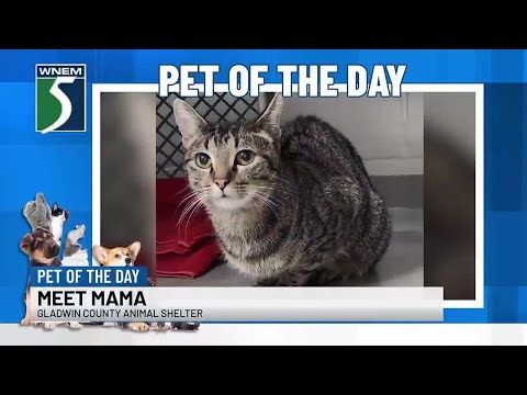 Pet of the Day: Meet Mama