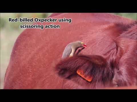 Red-billed Oxpeckers using the scissoring action to find ticks on cattle
