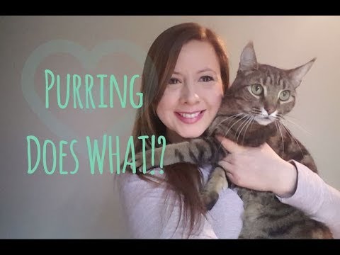 The Health Benefits for Humans from Cat Purring!