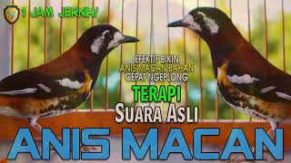 Download lagu PANCINGAN ANIS MACAN NGEPLONG GACOR BUKTIKAN SAAT PUTAR MASTER SUARA ASLI ANIS MACAN INI mp3 Download lagu PANCINGAN ANIS MACAN NGEPLONG GACOR BUKTIKAN SAAT PUTAR MASTER SUARA ASLI ANIS MACAN INI mp3