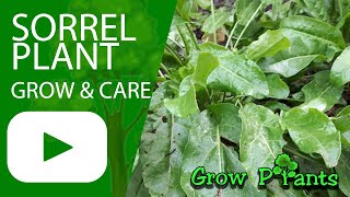 Sorrel plant – grow & care (Beautiful leaf plant)