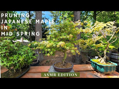 ASMR - Japanese Maple Bonsai Mid Spring Pruning