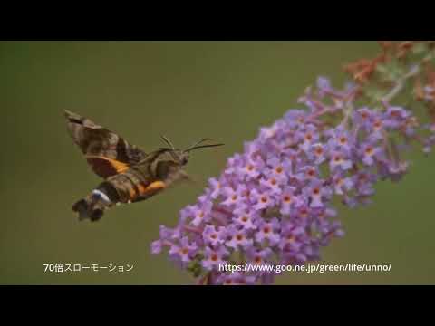 ホシホウジャク2100fps 70倍スロー