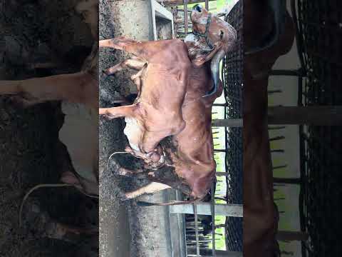 Esse vai para catunda Ceará