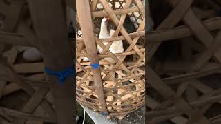 Download lagu Ayam hutan hijau kawin sama ayam kate #ayam #ayamhutan #ayamhutanhijau #greenjunglefowl mp3