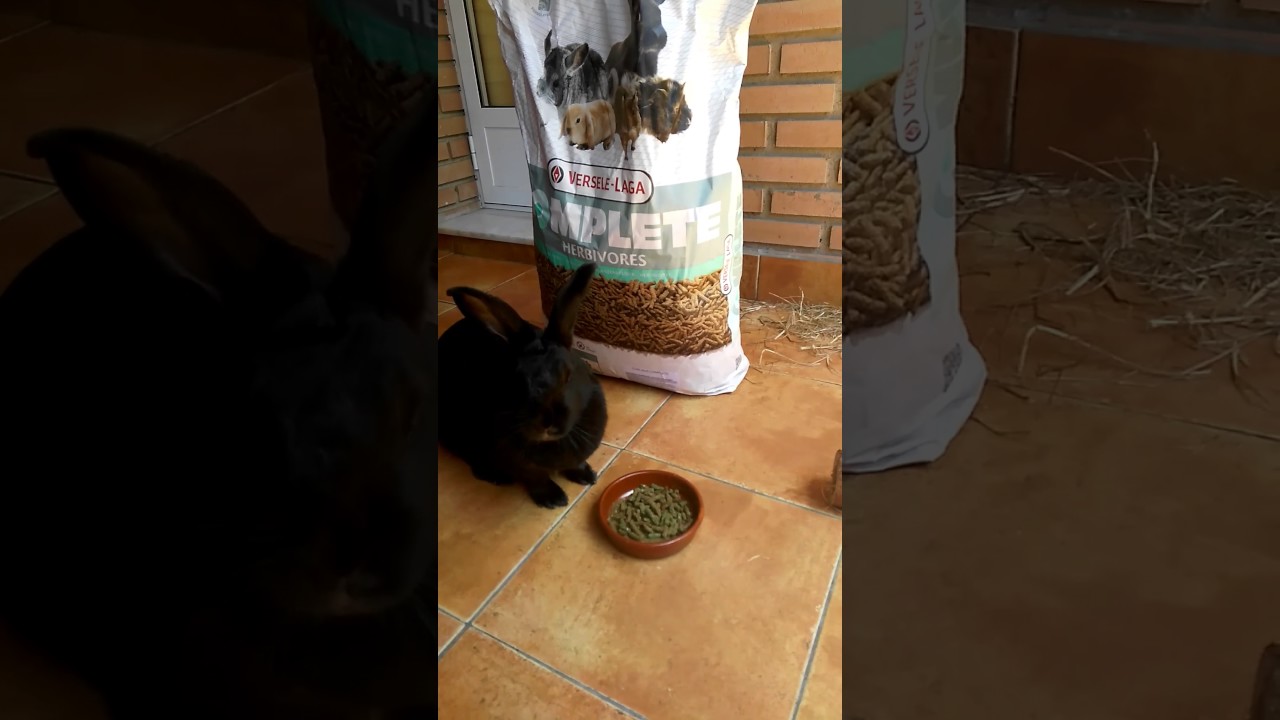 Watch Versele Laga CUNI COMPLETE para conejos enanos 8 kg Zoomalia.es now Versele Laga CUNI COMPLETE para conejos enanos 8 kg Zoomalia.es