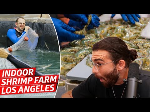 How America's Biggest Indoor Shrimp Farm Sells 2 Million Shrimp Every Year | HasanAbi Reacts