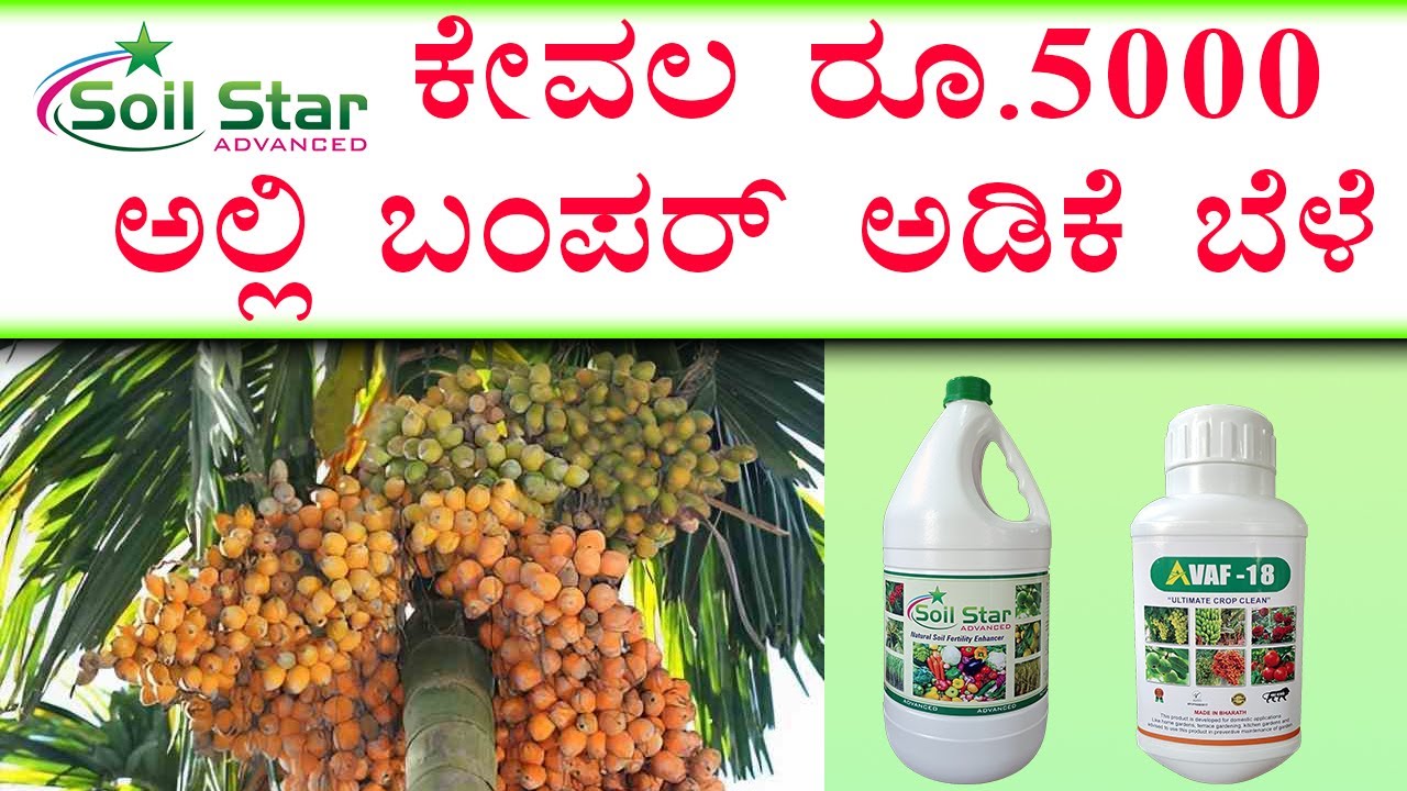 ಕೇವಲ Rs.5000 ಕಡಿಮೆ ಖರ್ಚಿನಲ್ಲಿ ಉತ್ತಮ ಅಡಿಕೆ | Less expense good areca result | Soil star advanced