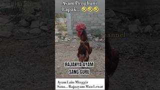 Download lagu VIRALL RAJANYA AYAM #ayamlucu #ayambangkok #ayamjago #ayam sang raja #video #like #subscribers mp3