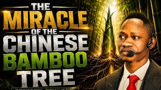 The miracle of the Chinese Bamboo tree