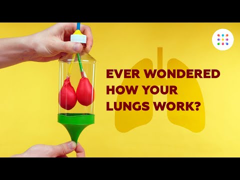 DIY model lungs