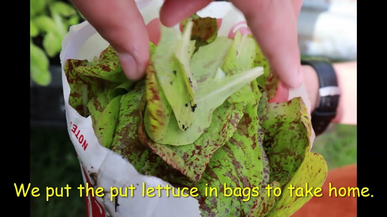 Grassroots Garden Project 2022